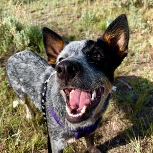 Meet your Posher, Destiny